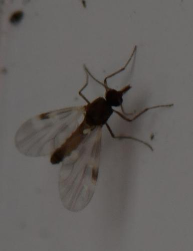 Réf. 297 592 : Culicoides sp.